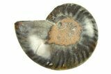 Cut & Polished Ammonite Fossil (Half) - Unusual Black Color #296311-1